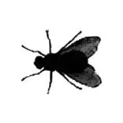 FlyFlew