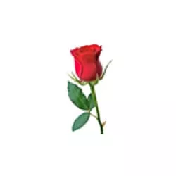 Rondallas y Romance