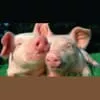 Schlagerschweinchen - Radio online hören