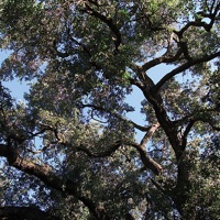 Charles Manson - who to blame