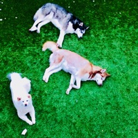 Husky - breathe