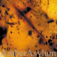 Amber Asylum - western trance