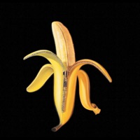 The Dandy Warhols - catcher in the rye