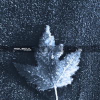 Molecul - холодный